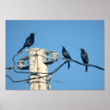 Crows Ravens Singing Concert Poster