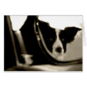 Cruisin border collie! cards by dogsdogsdogsdogsdogs Cruisin border collie! cards
