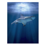 Cruising Shark Post Cards