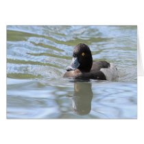Cruising Tufted Duck cards