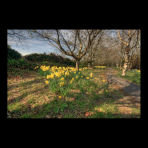 Crusheen Daffodil path posters