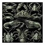 Crustaceans Poster