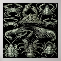 Crustaceans Poster posters