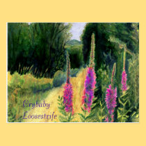 Crybaby Loosestrife postcards
