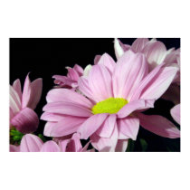Crysanthemum canvas print