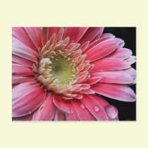 Crystal Clear Postcard postcards