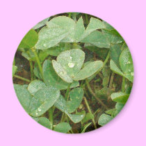 Crystalline Shamrocks magnets