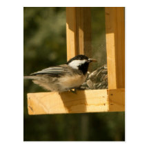CSNA Chickadee Snacktime Post Card