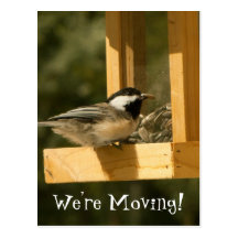 CSNA Chickadee Snacktime Post Cards