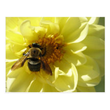 CT- Busy Bee postcard