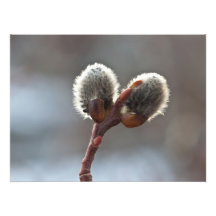 CTW Catkin Twins Photo Art