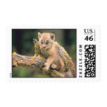 Cub Stamp by lynnhsmomof2 Cub Stamp