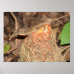 Cuban Anole on Cypress Knee Poster posters