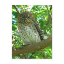 Cuban Pygmy-owl Post Card