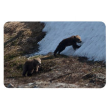 Cubs at Play Vinyl Magnet