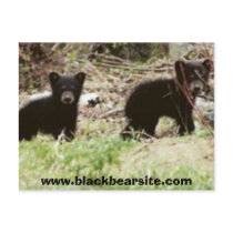 cubs, www.blackbearsite.com postcards