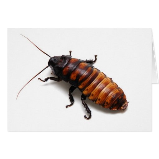 Cucaracha Tarjeta