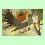 Cuckoo Birds with Modern Art Print posters
