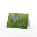 Cuckoo Flower Greeting Card by SabineSt Cuckoo Flower Greeting Card