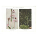 Cuckoo-Flower; Ragged Robin - Lychnis flos-cuculi posters by ZephyrusBooks Cuckoo-Flower; Ragged Robin - Lychnis flos-cuculi posters