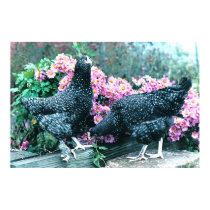 Cuckoo Marans Hens posters by Classic_Cat Cuckoo Marans Hens posters