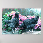 Cuckoo Marans Hens posters