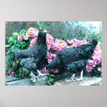 Cuckoo Marans Hens Posters