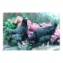 Cuckoo Marans Hens posters by Classic_Cat Cuckoo Marans Hens posters