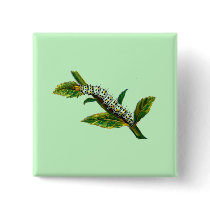 Cucullia verbasci caterpillar buttons