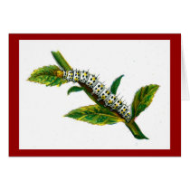 Cucullia verbasci caterpillar cards