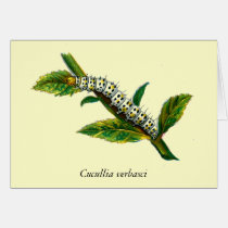 Cucullia verbasci caterpillar cards