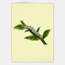 Cucullia verbasci caterpillar cards