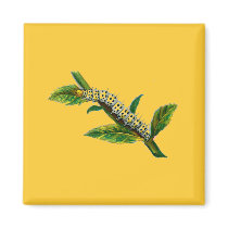 Cucullia verbasci caterpillar magnets