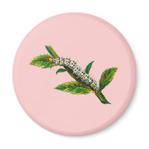 Cucullia verbasci caterpillar magnets