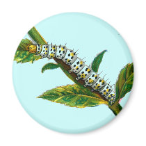 Cucullia verbasci caterpillar magnets