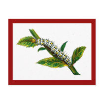 Cucullia verbasci caterpillar postcards