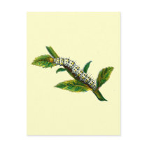 Cucullia verbasci caterpillar postcards