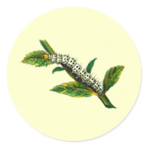 Cucullia verbasci caterpillar stickers