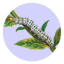 Cucullia verbasci caterpillar stickers