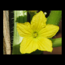 Cucumber Bloom posters