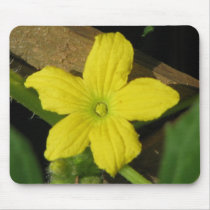 Cucumber  Flower mousepads