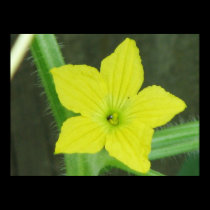 Cucumber  Flower posters