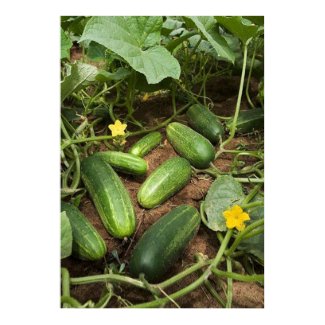 Cucumber Patch Poster print