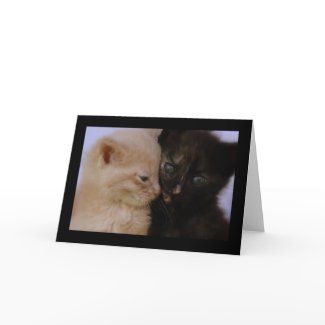 Cuddle Kittens Photography Greeting Card card