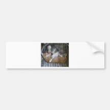 Cuddle Kitties Bumper Stickers