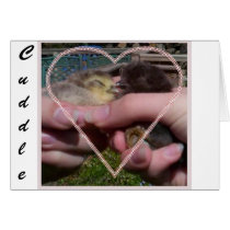 CuddleChickens cards by LazyLuxury CuddleChickens cards
