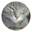 Cuddles Whatever! Cat sticker by iona847 Cuddles Whatever! Cat sticker