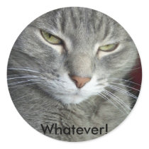 Cuddles Whatever! Cat sticker by iona847 Cuddles Whatever! Cat sticker