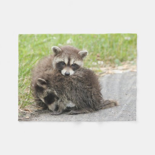 Cuddling Baby Raccoons Fleece Blanket Zazzle