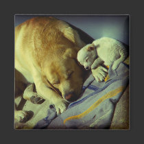Cuddling - Puppy Love magnets